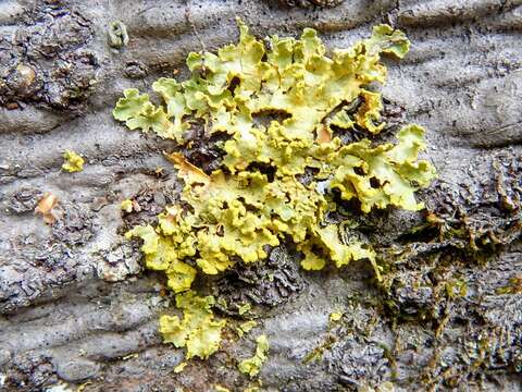 Image of Gilded Sunshine Lichen