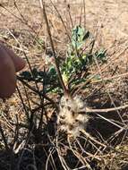 Image of Astragalus oleaefolius DC.