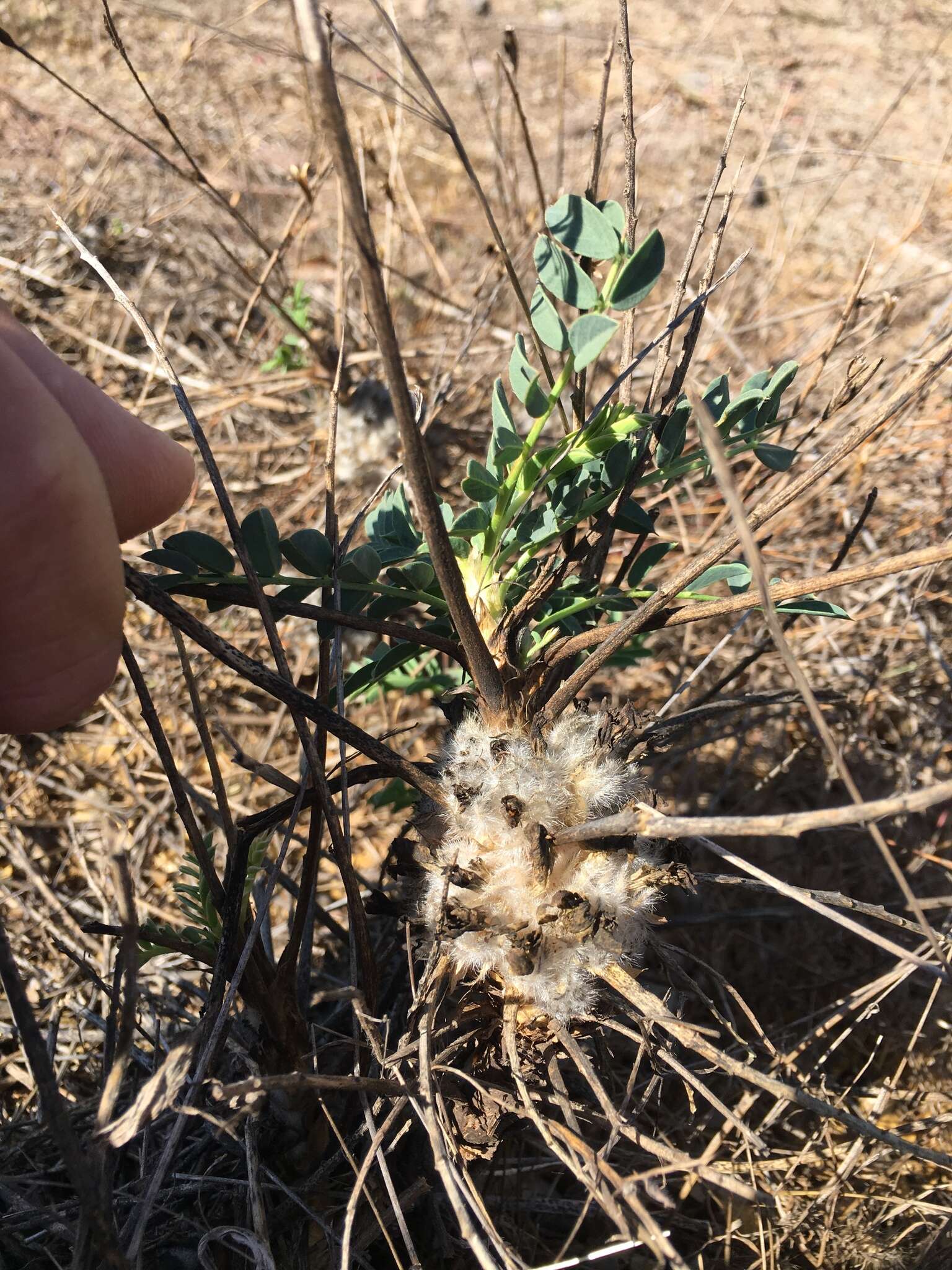 Imagem de Astragalus oleaefolius DC.