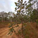 Image of Grevillea glauca Banks & Sol. ex Knight