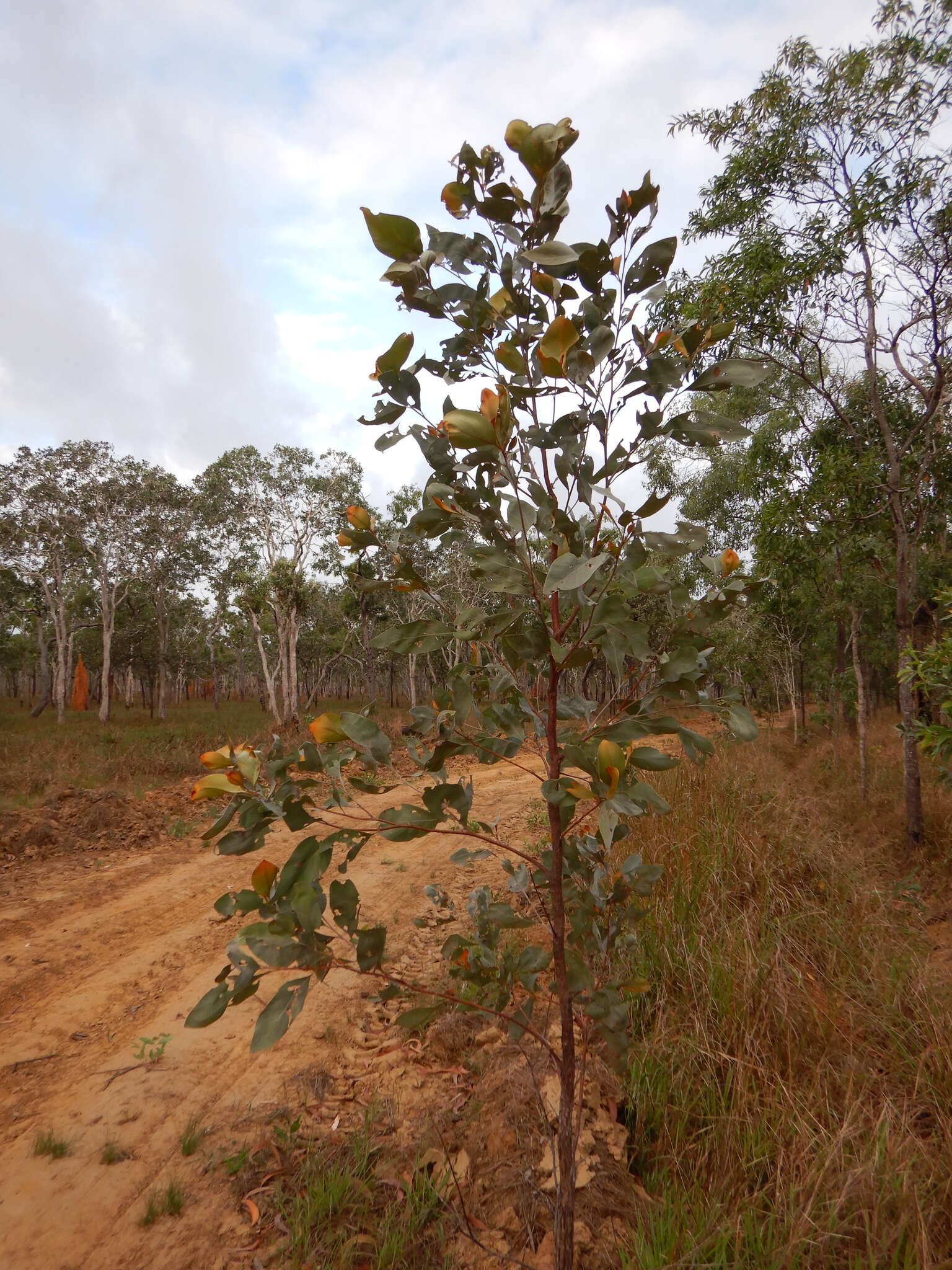 Image of Grevillea glauca Banks & Sol. ex Knight