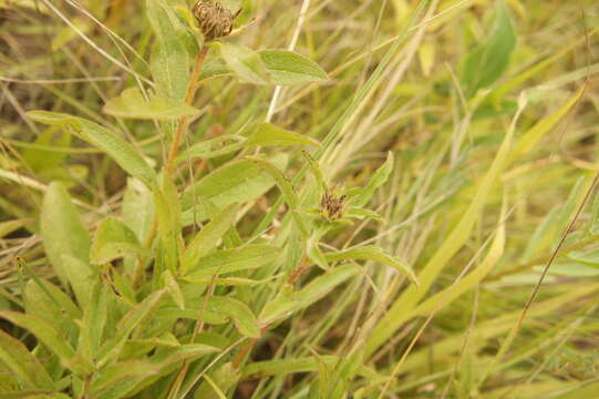 Plancia ëd Pentanema hirtum (L.) D. Gut. Larr., Santos-Vicente, Anderb., E. Rico & M. M. Mart. Ort.