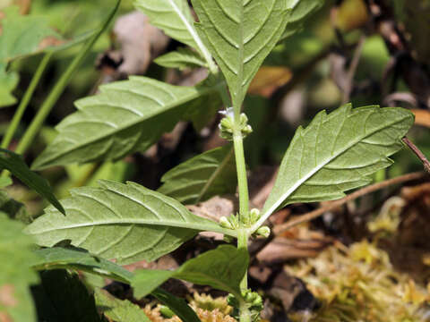 Image of northern bugleweed