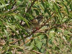 Image of Clay-colored Sparrow