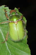 Image of Beetle