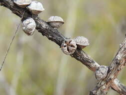 Image of Leptospermum liversidgei R. T. Baker & H. G. Smith