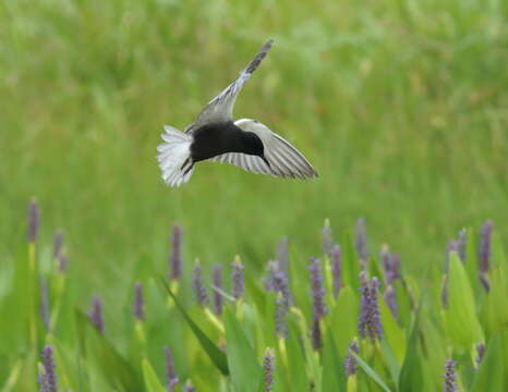 Image of Black Tern