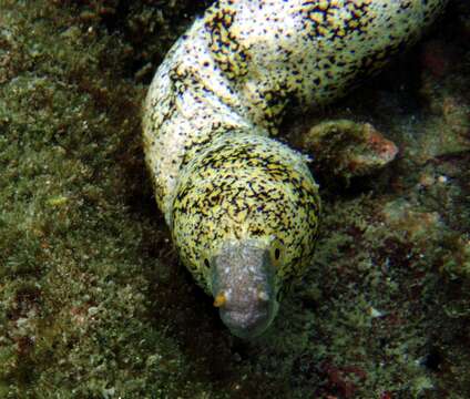 Image of Snowflake moray