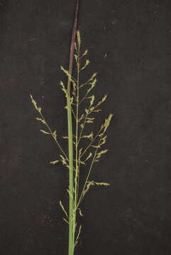 Image of Beaked Cut-Throat Grass