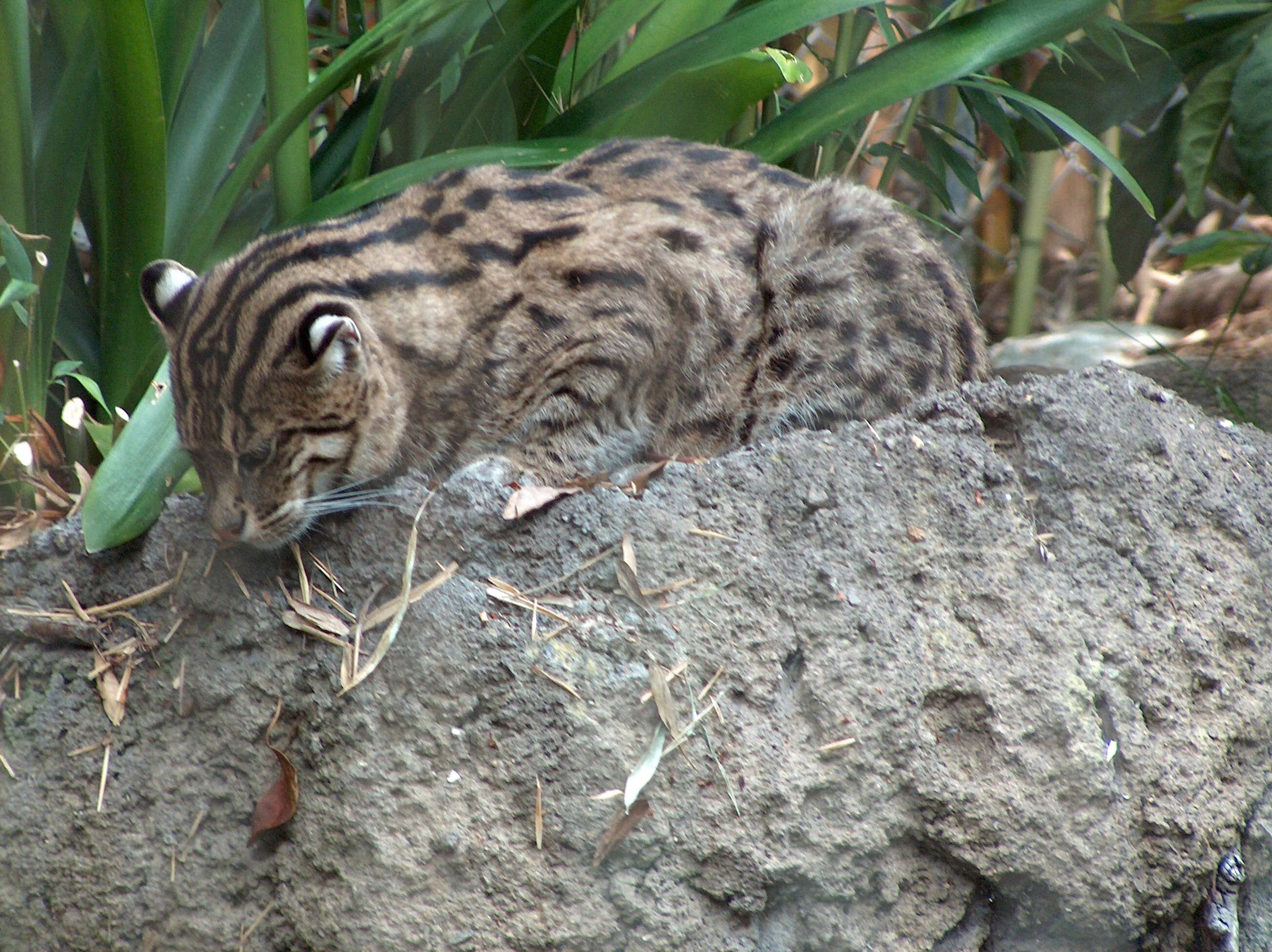 Image of Fishing Cat