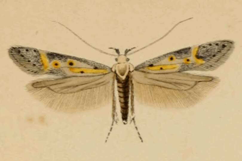 Image of Athrips nigricostella Duponchel 1842