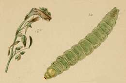 Image of Athrips nigricostella Duponchel 1842