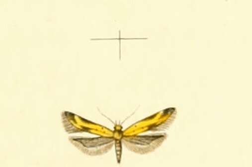 Image of Athrips nigricostella Duponchel 1842
