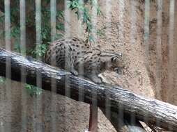 Image of Fishing Cat