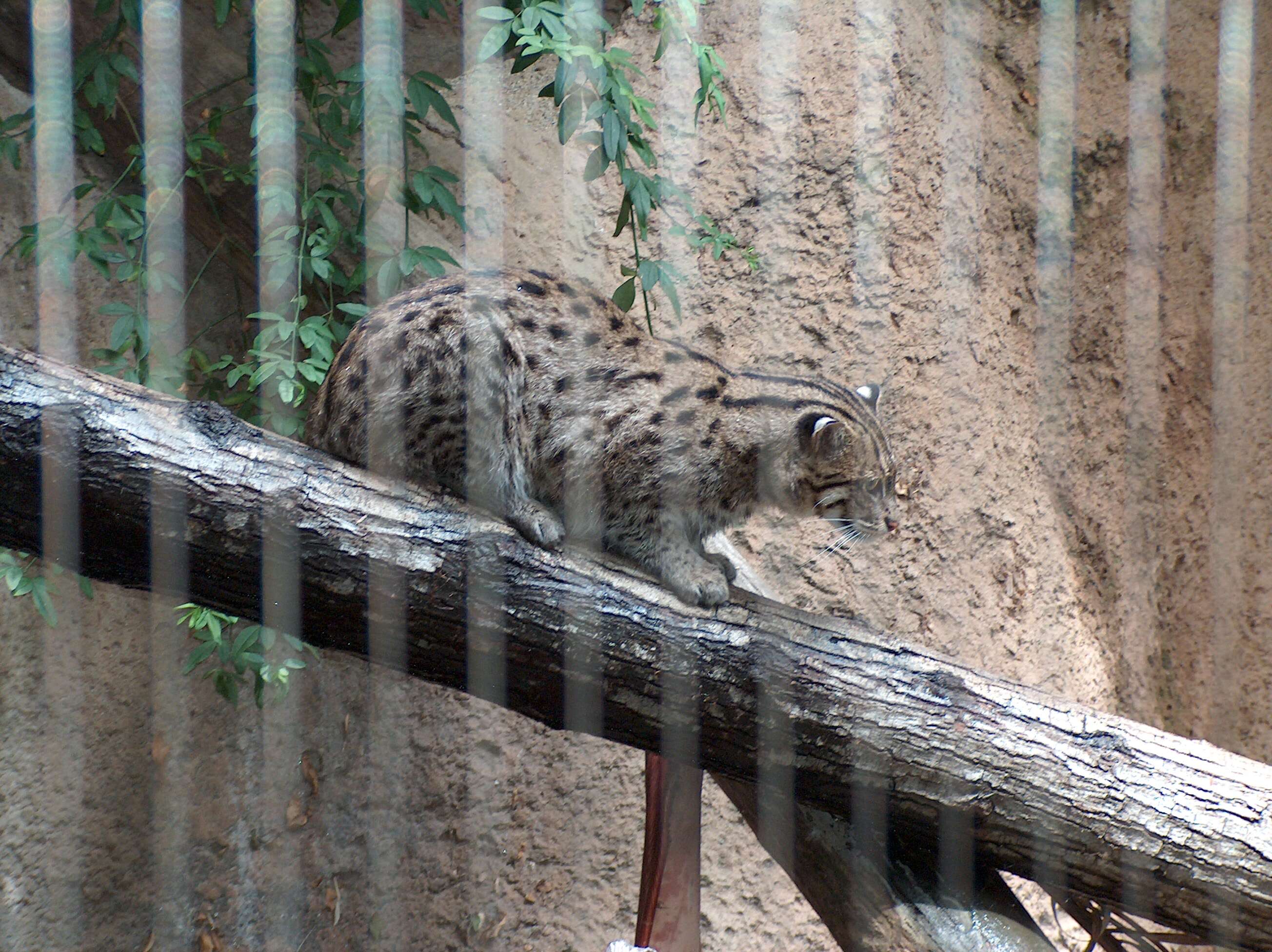 Image of Fishing Cat