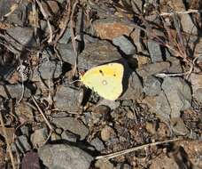 Image of clouded yellow