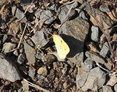 Image of clouded yellow