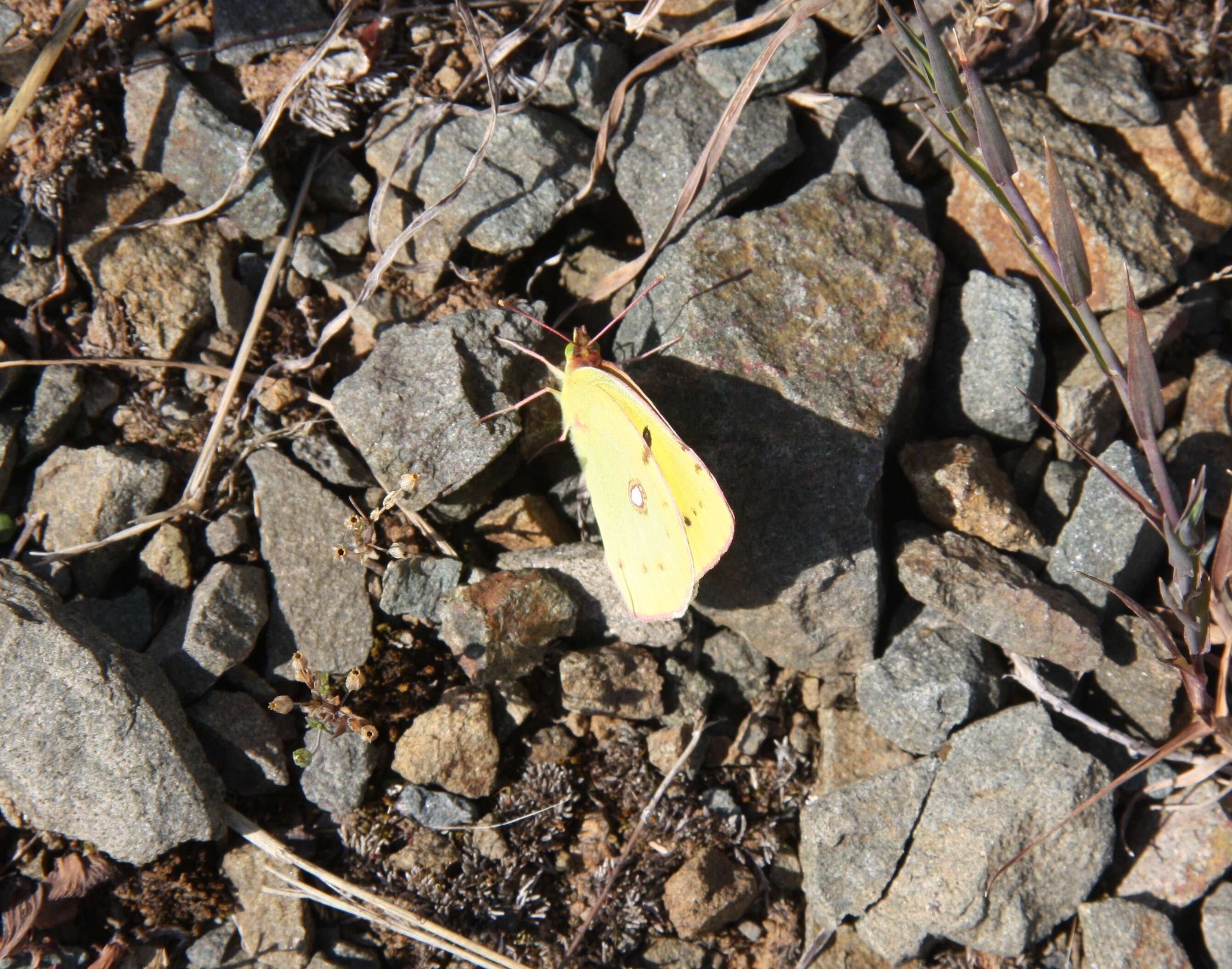 Image of clouded yellow