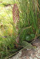 Image de Disa fragrans subsp. fragrans