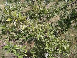 Pyrus elaeagrifolia Pall. resmi