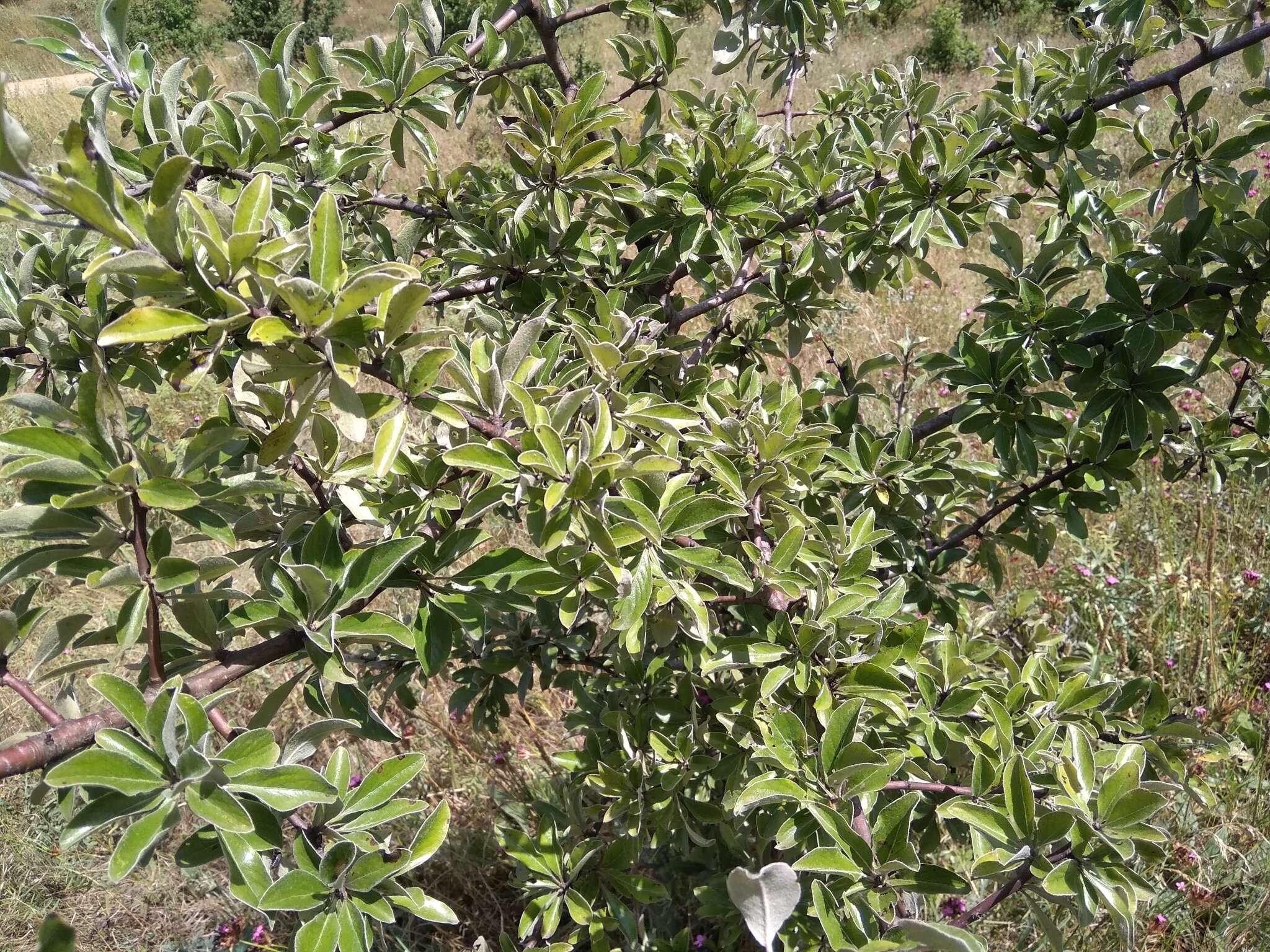 Pyrus elaeagrifolia Pall. resmi