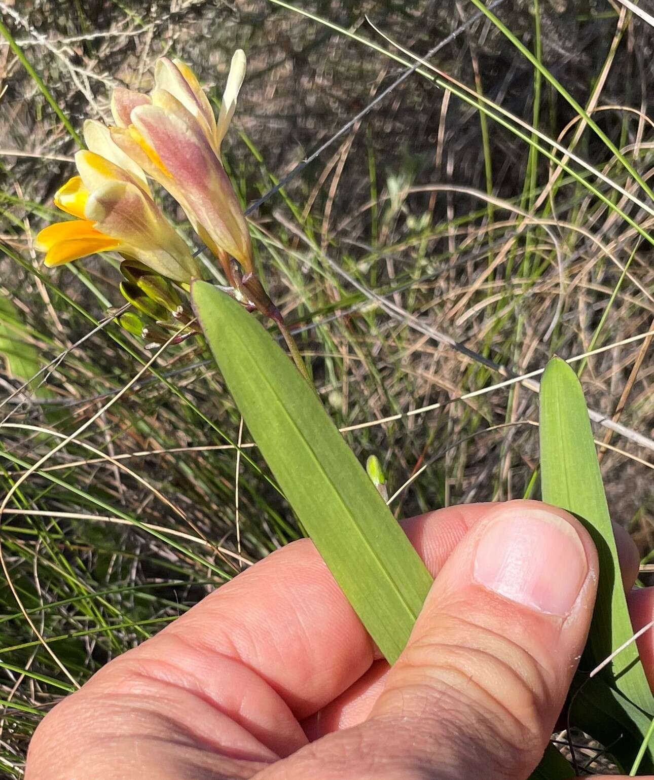 Freesia fergusoniae L. Bolus resmi