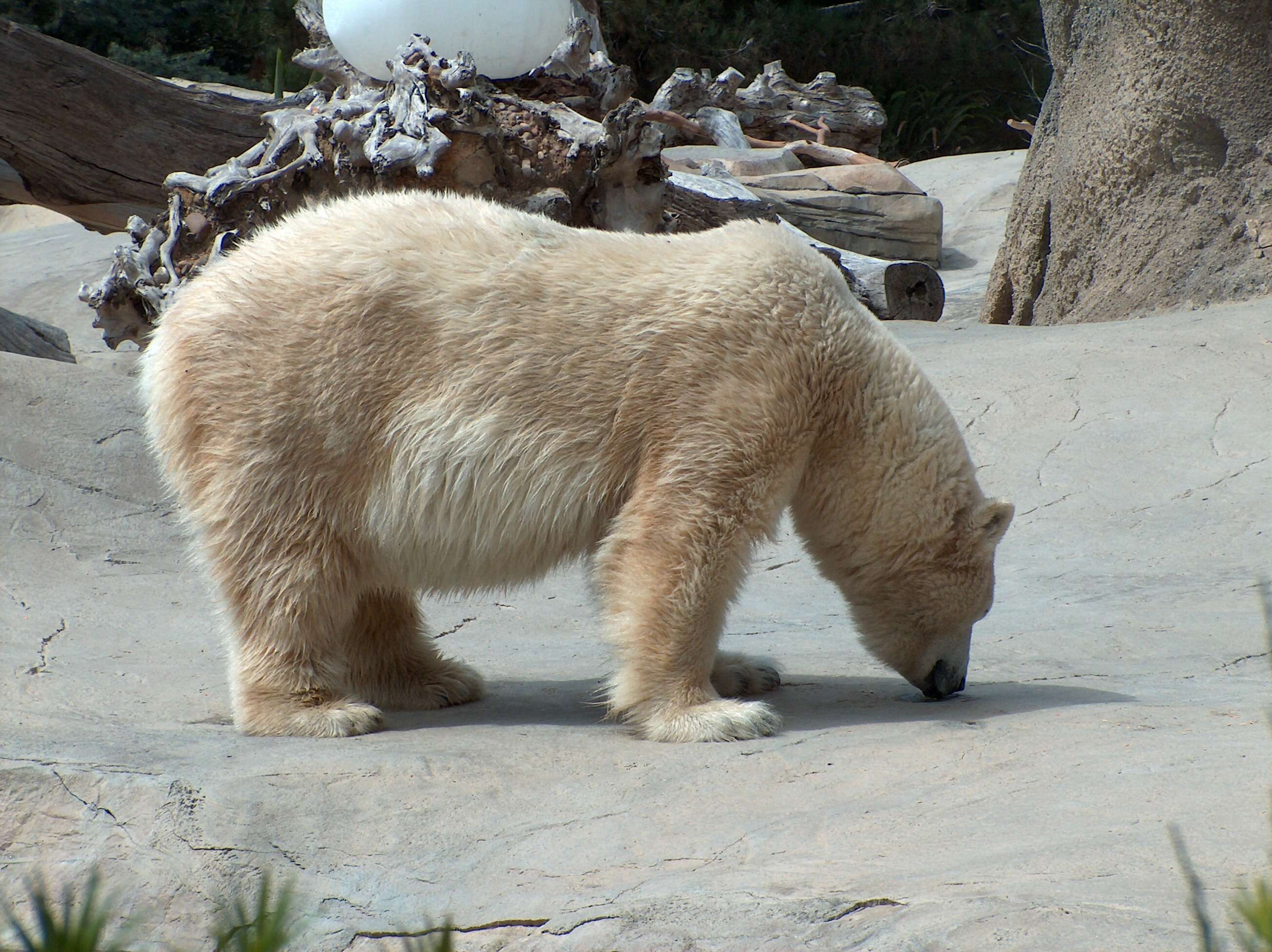 Imagem de urso-polar