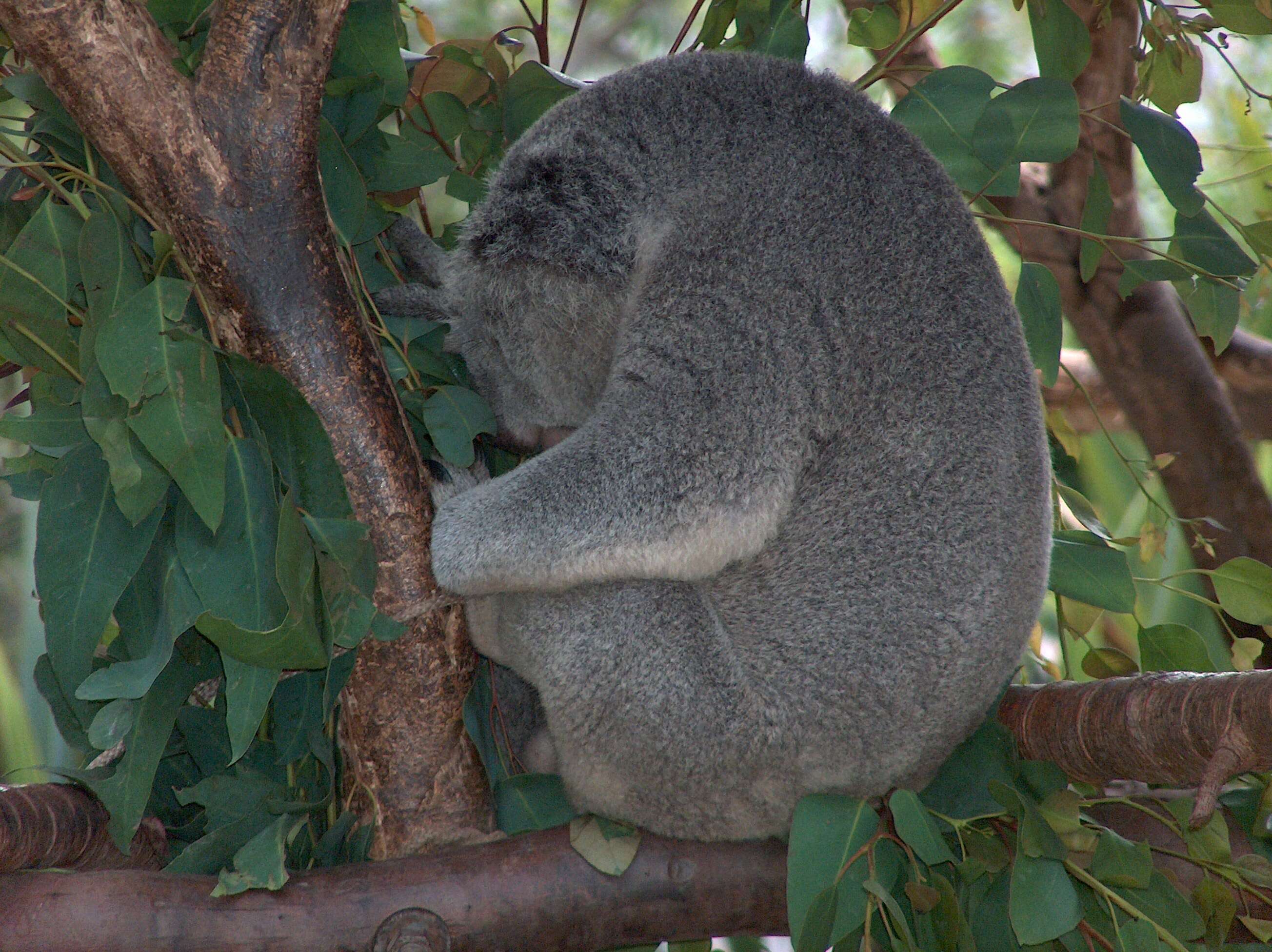 Image of koalas