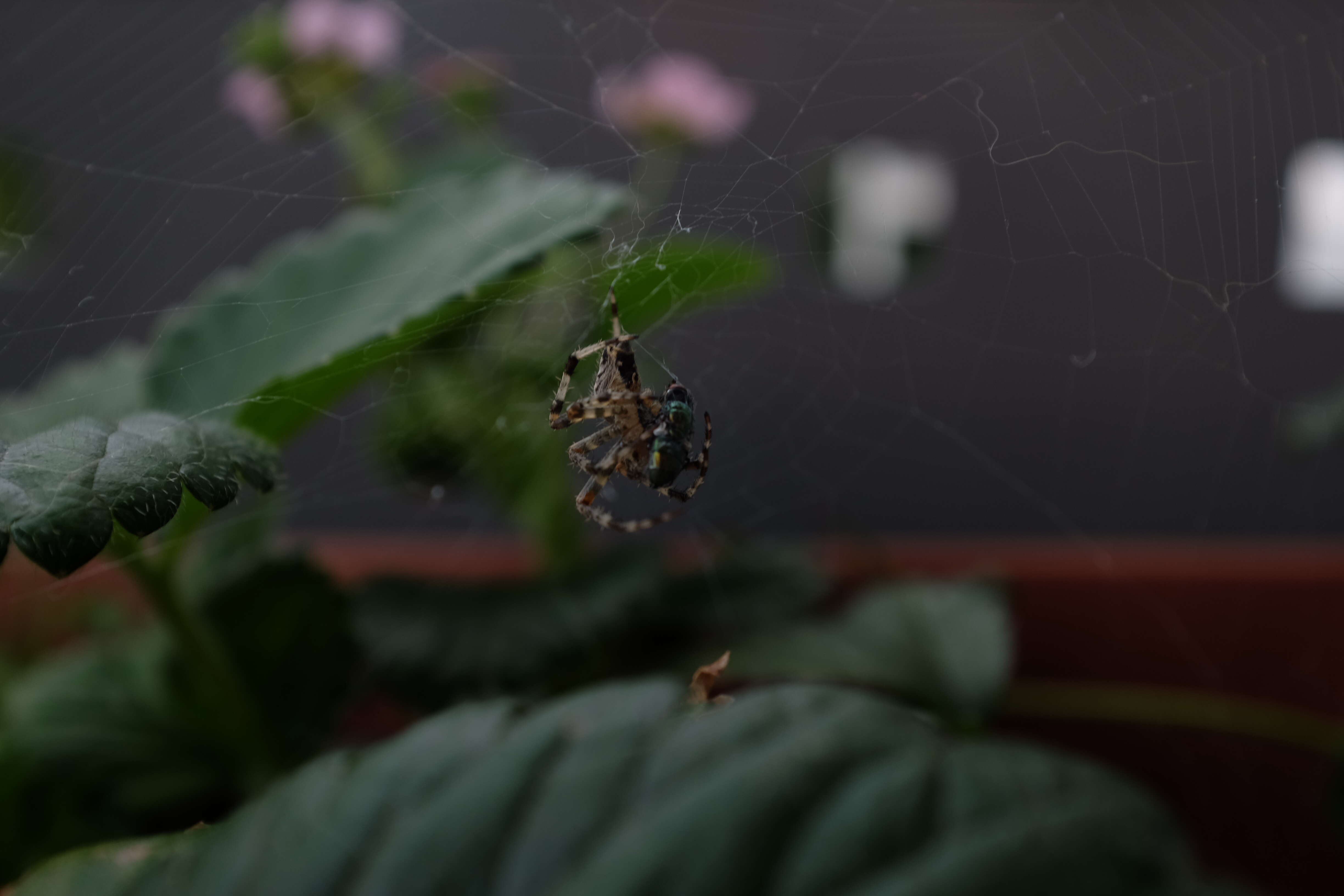 Image of Garden spider