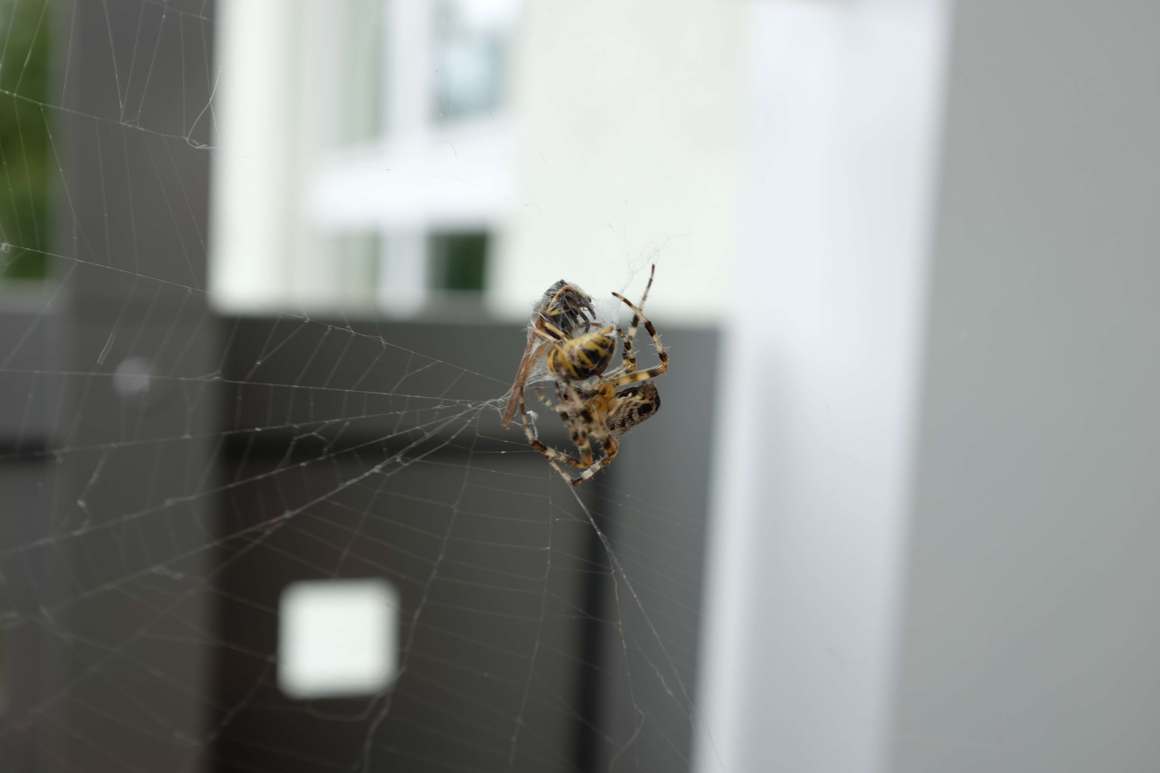 Image of Garden spider