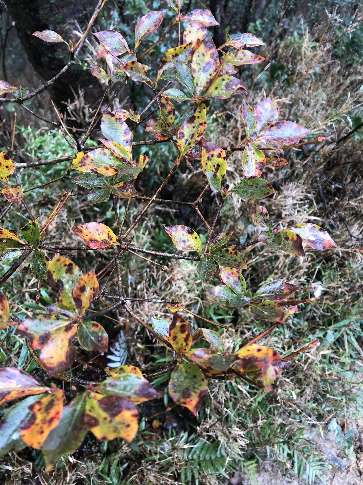 Image de Enkianthus perulatus (Miq.) Schneider