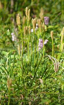 Image of complanate clubmoss