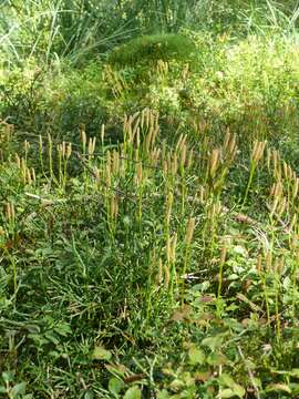 Image of complanate clubmoss