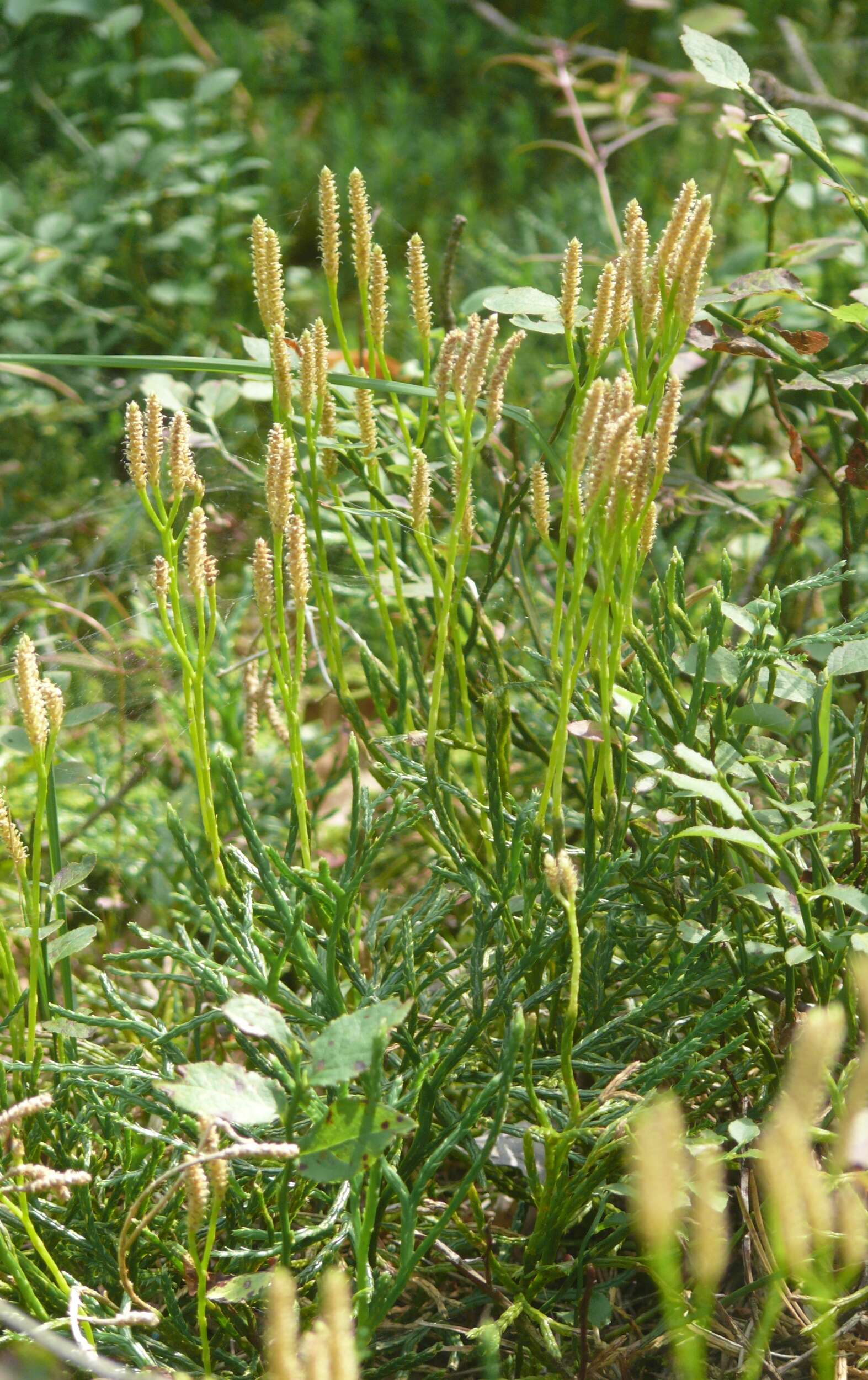 Image of complanate clubmoss