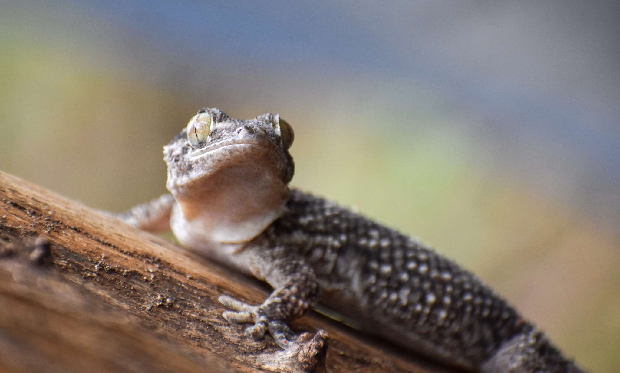 Image of American Wall Gecko