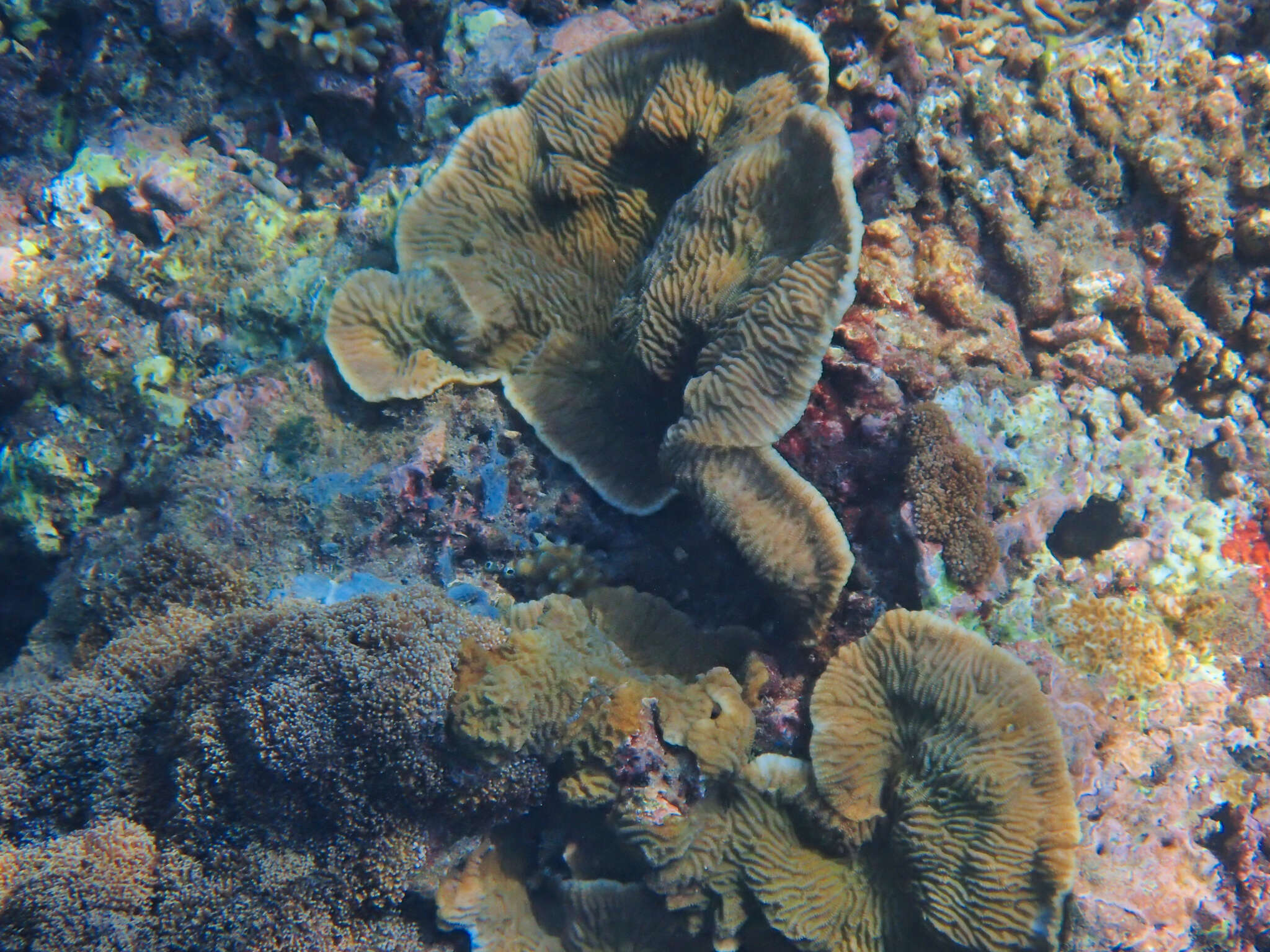 Image of crispy crust coral