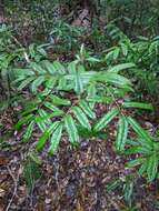 Sivun Ripogonum discolor F. Muell. kuva