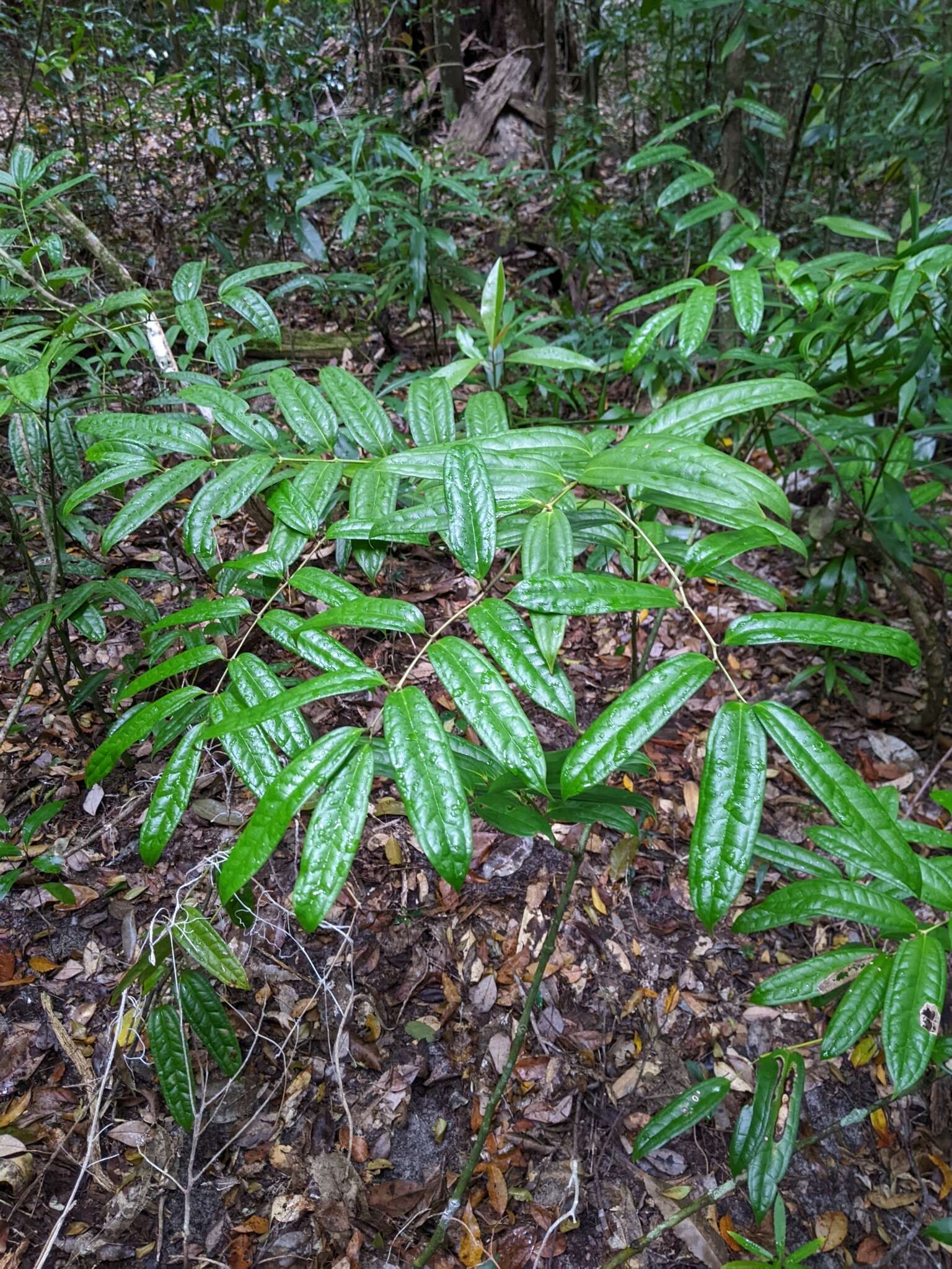 Image of Ripogonum discolor F. Muell.