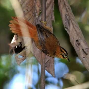 Image of Black-capped Foliage-gleaner