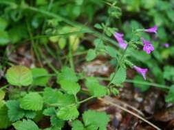 Image of Clinopodium grandiflorum