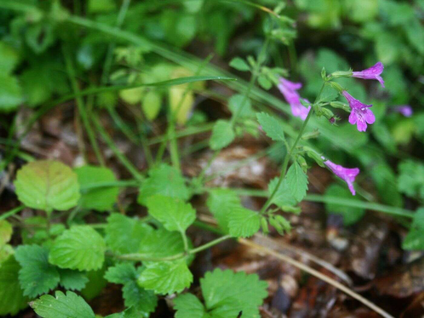 Image of Clinopodium grandiflorum