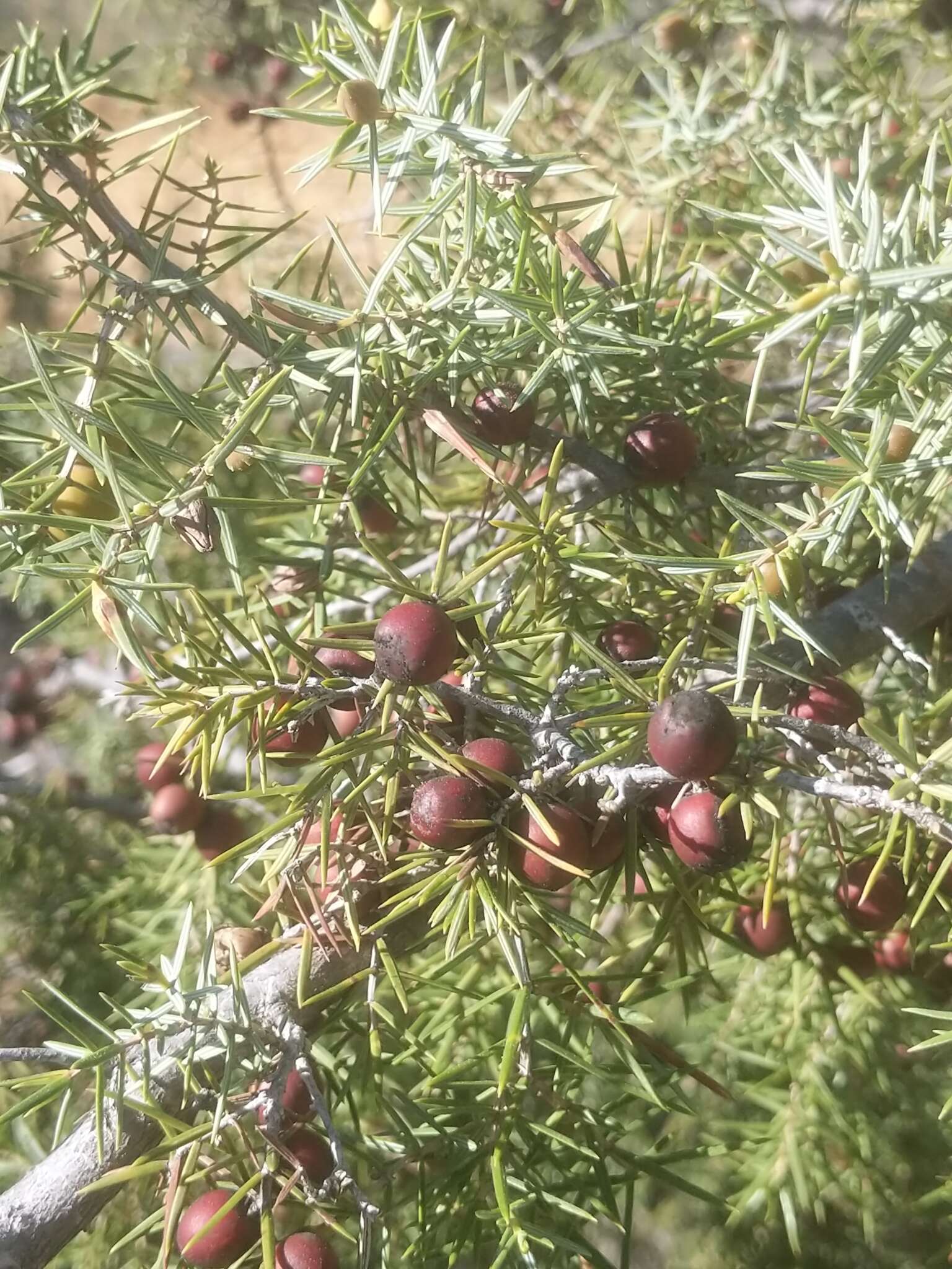Imagem de Juniperus oxycedrus subsp. oxycedrus