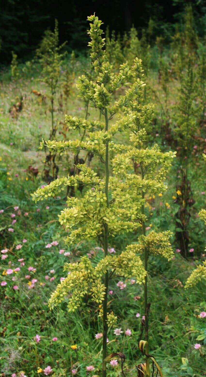 Image of European white hellebore