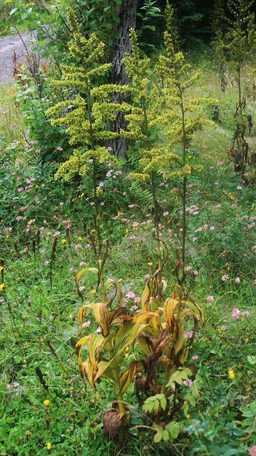 Image of European white hellebore