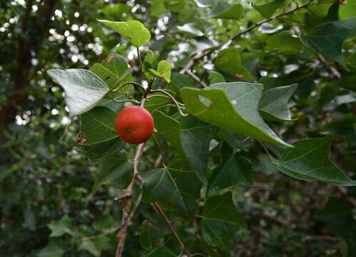 Imagem de Thespesia acutiloba (Bak. fil.) Exell & Mendonca