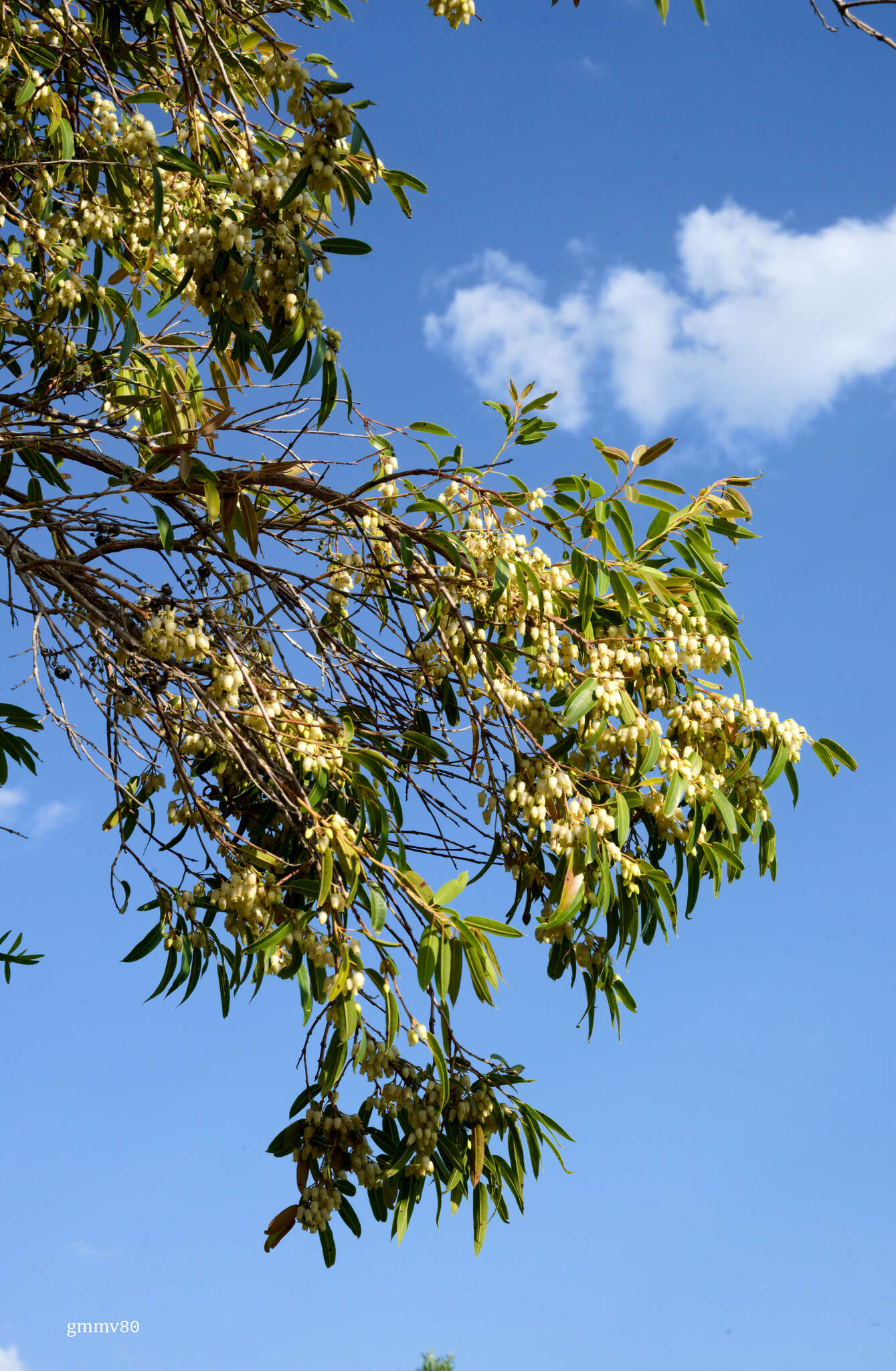 Image of Agarista eucalyptoides (Cham. & Schltdl.) G. Don