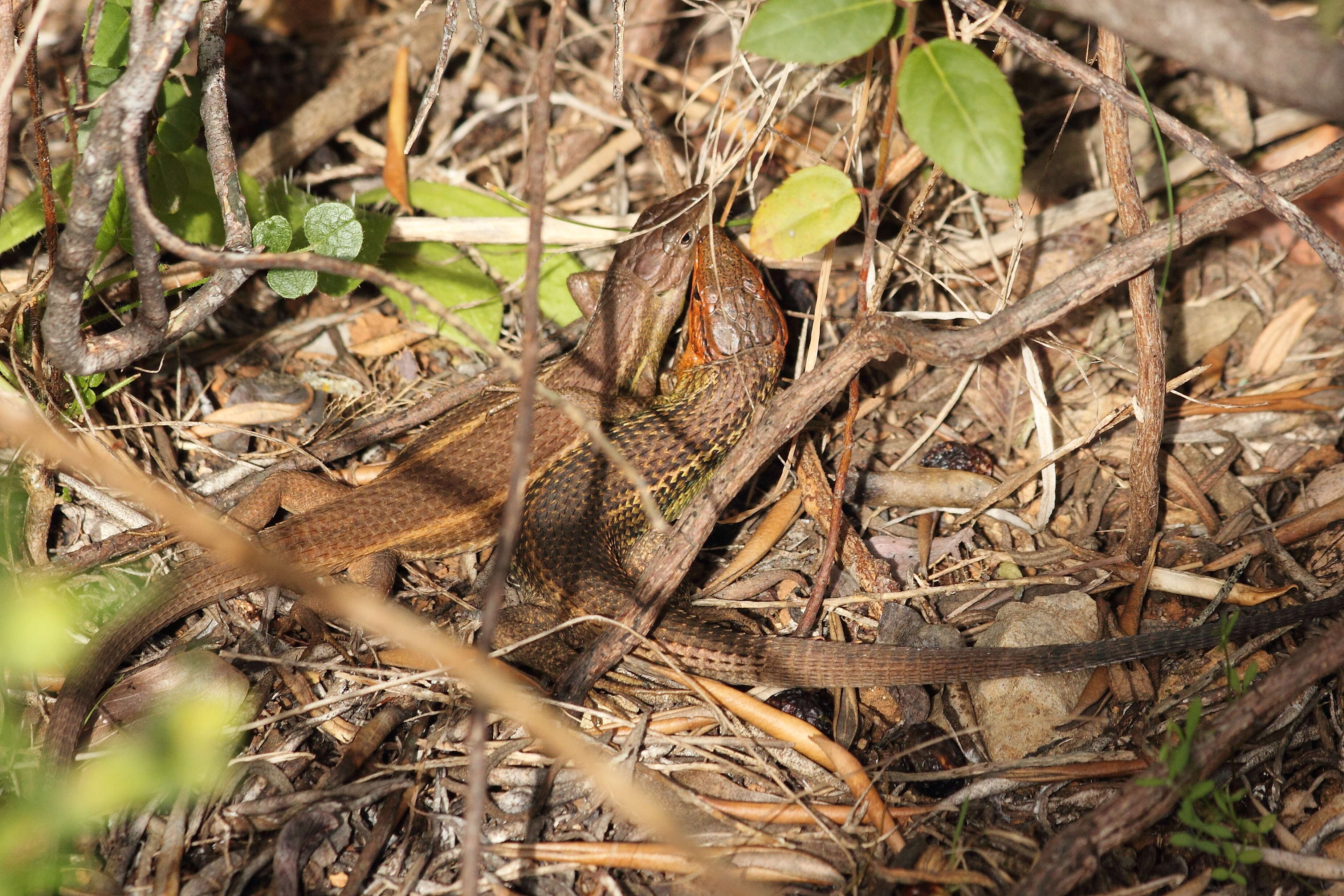 Psammodromus algirus (Linnaeus 1758) resmi