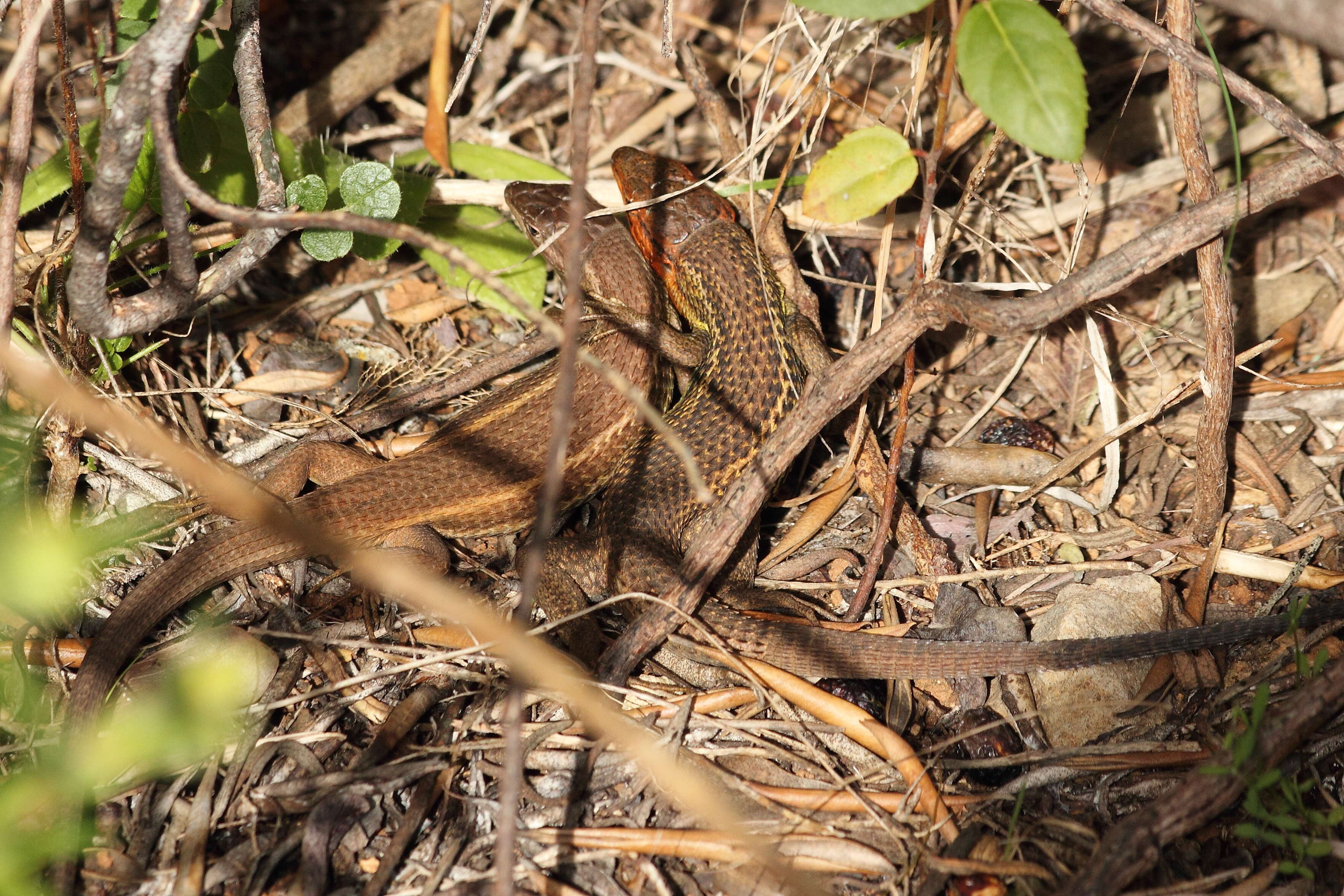 Psammodromus algirus (Linnaeus 1758) resmi