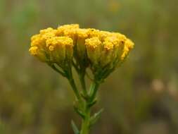 Image of Athanasia juncea (DC.) D. Dietr.