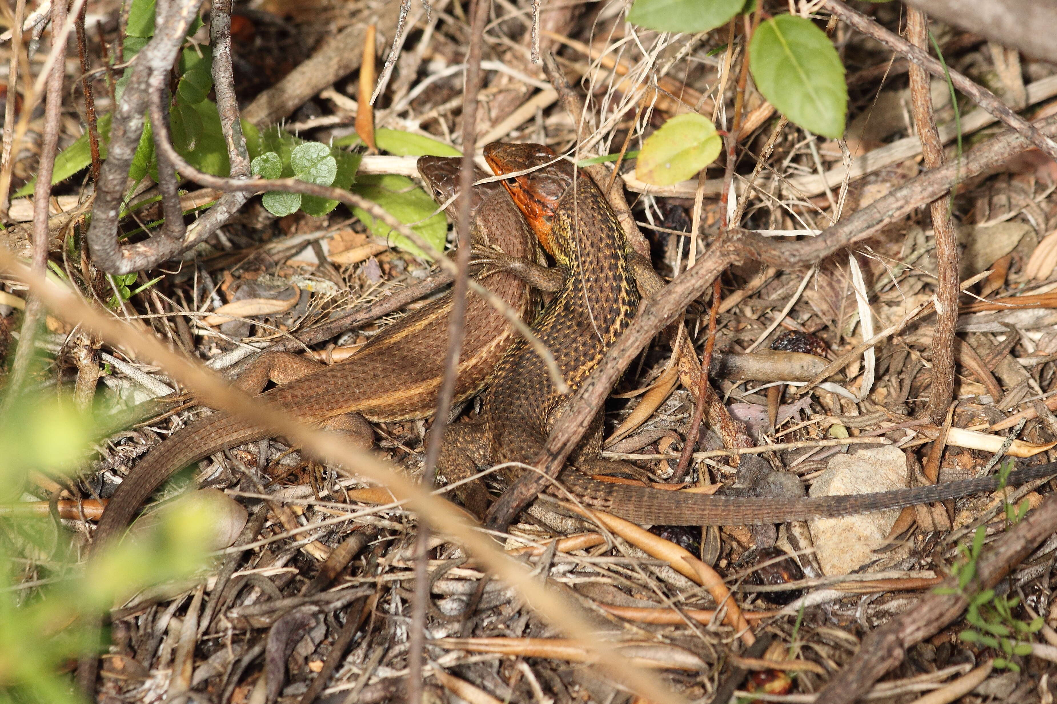 Psammodromus algirus (Linnaeus 1758) resmi